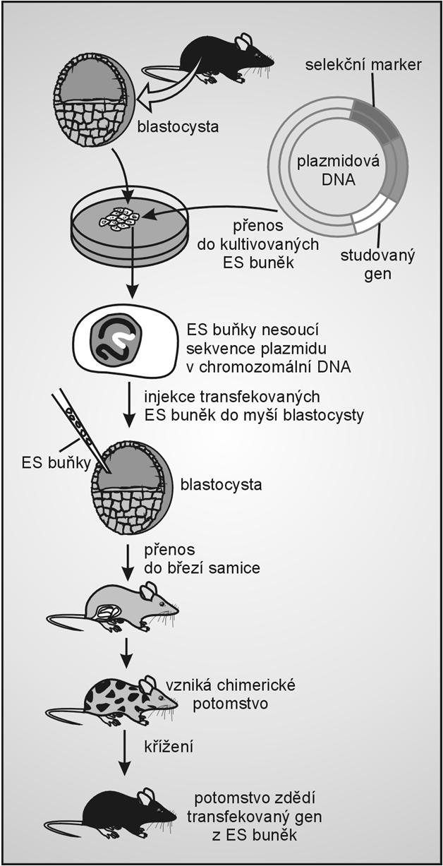 Přenosy genů do myší prostřednictvím embryonálních kmenových (ES) buněk Výsledek: některá z mláďat budou obsahovat jednak buňky odvozené z transfekovaných ES buněk a jednak normálních buněk.