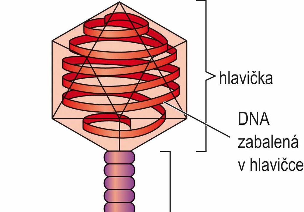 plazmidovou DNA) v jedné zkumavce lze uchovávat ve