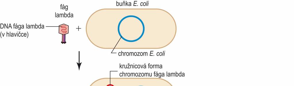 Lysogenie exprese téměř všech fágových genů je