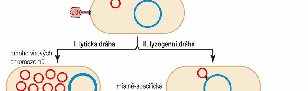 spontánní represe není absolutní jednou za každých 10