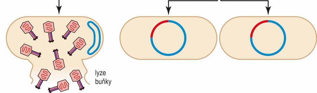 CI (přechod na lytický cyklus) genom Lambda se