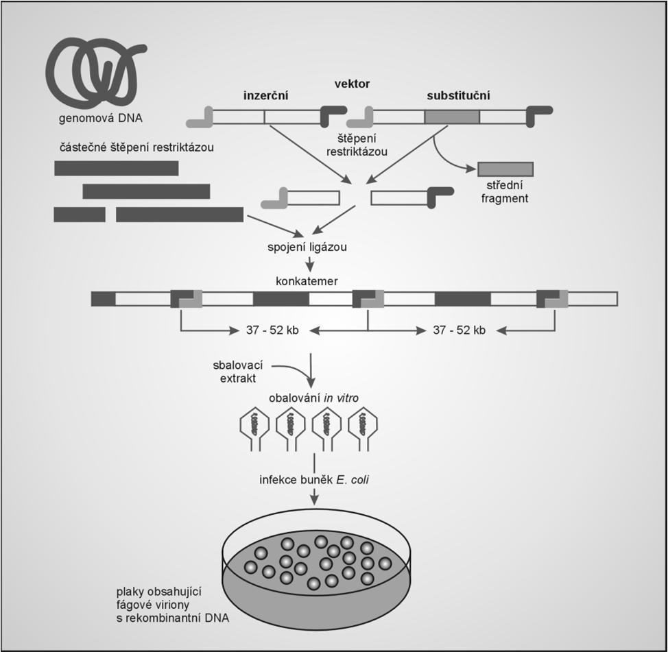 Klonování do substitučního vektoru štěpení vektoru enzymem BamHI oddělení vzniklých fragmentů elektroforézou eluce ramen z gelu ligace ramen s klonovaným fragmentem, který má