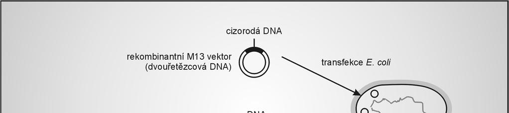 Klonování