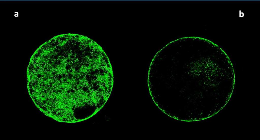 Obr. 5: Optické řezy z konfokálního mikroskopu zachycující kortikální granula nezralých oocytů získaných z malých folikulů (a) a ze středních folikulů (b).