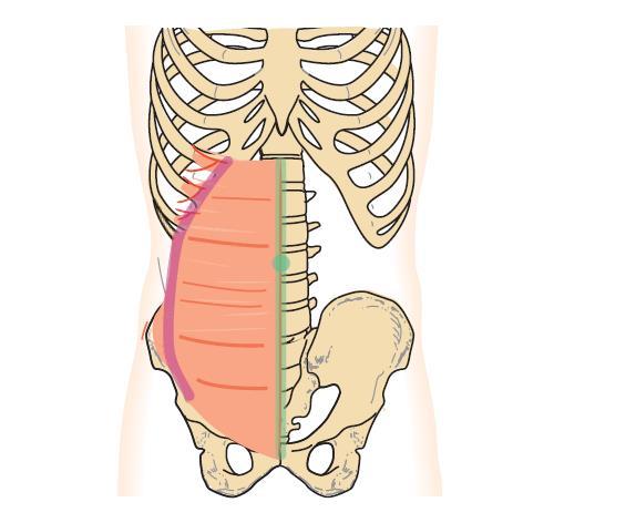 MOIA MOEA Obrázek 2. MOEA, MOIA (Lippert, 2011) Obrázek 3. MOTA (Lippert, 2011) 1.4.1.3 Dorsální svaly Musculus quadratus lumborum je plochý sval na zadní straně břišní dutiny.