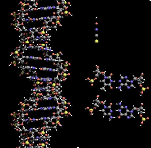 Projevy v chemii Biochemie Struktura DNA párování bází - vodíkové vazvy patrové