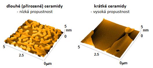 V lipidových směsích izolovaných z lidské SC se na soudružnosti ceramidové domény pravděpodobně významně podílí směs volných mastných kyselin.