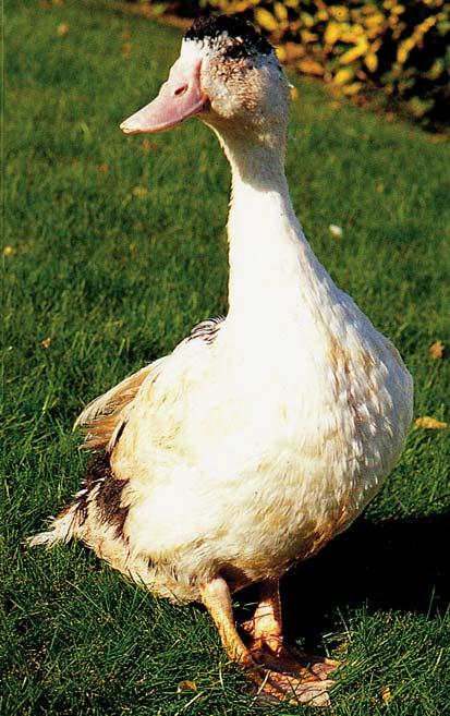 Proto se doba porážky určuje v závislosti na ceně, kterou je za zmasilejší trup spotřebitel ochoten zaplatit.