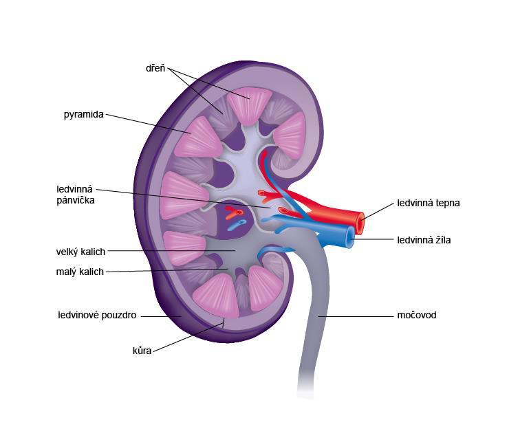 Obr. 64 Stavba ledviny. Prokrvení ledvin zajišťují renální arterie s průměrným průtokem mezi 70-90 litry krve za každou hodinu, což představuje cca 25 % klidového srdečního výdeje.