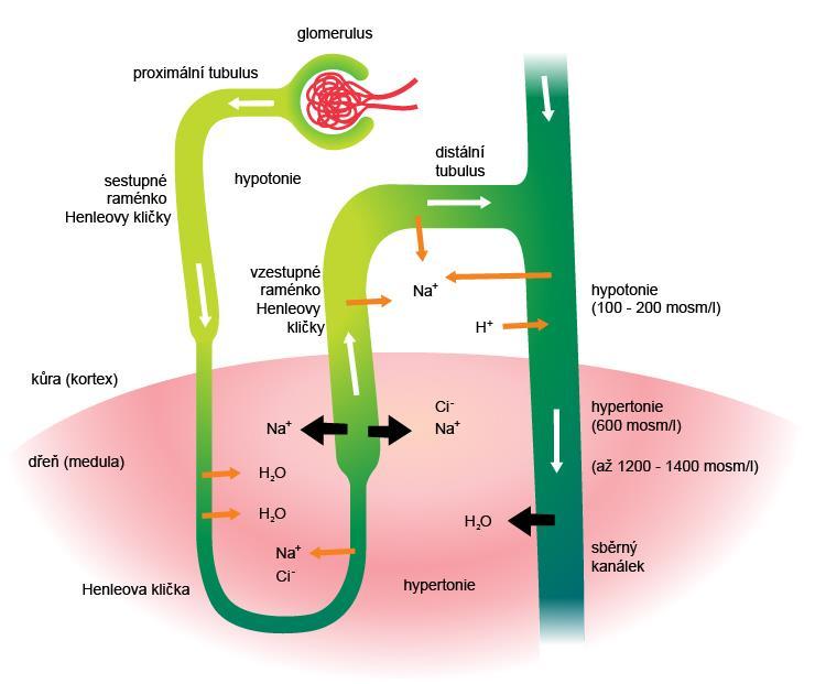 Obr. 66 Schéma nefronu a vznik moči. Některé základní údaje o ledvinách: průtok krve ledvinami: cca 1800 l/24 hod.; produkce ultrafiltrátu (primární moči): 175-185 l/24 hod.