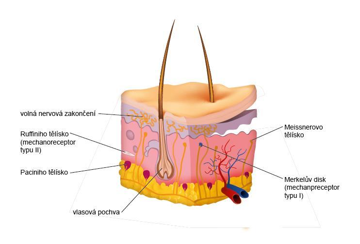Obr. 72 Kůže s receptory. 12.