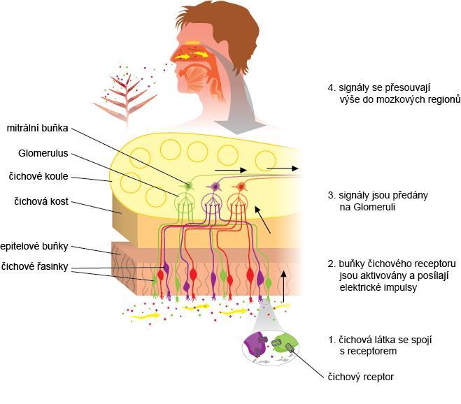 Obr. 77 Čich 12.6.1 Čich, emoce a paměť Víme, že část mozku (ve která probíhá analýza informací z čichových chemoreceptorů) je těsně spojena s tzv.