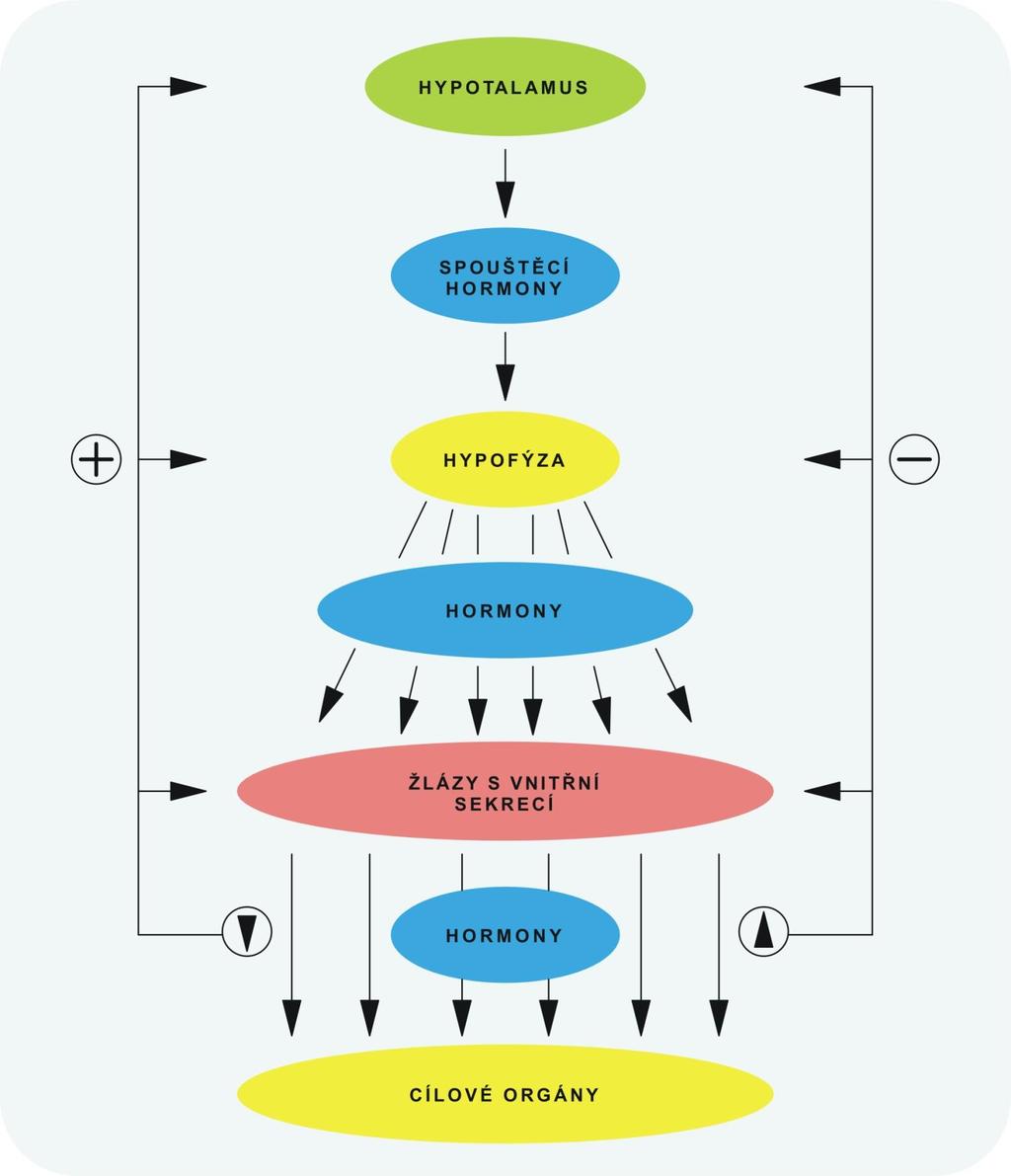 Obr. 6 Nervově-endokrinní