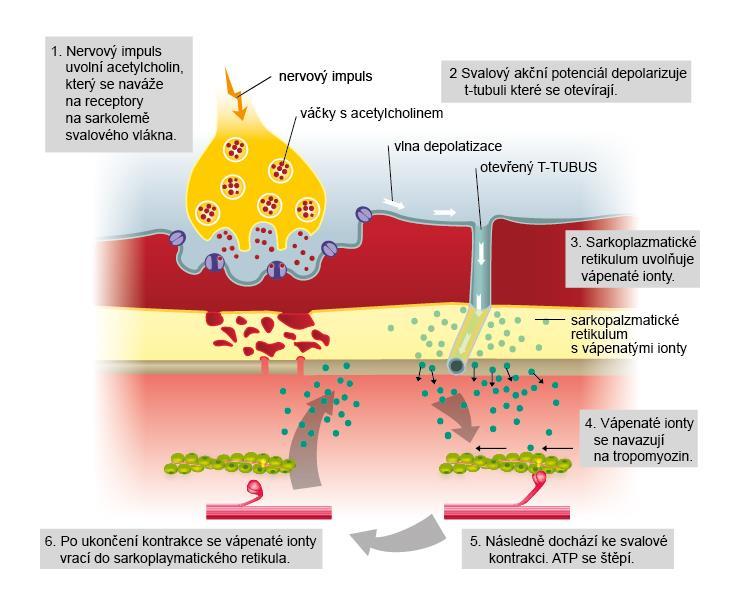 v postsynaptické membráně otevření kanálů pro sodíkové ionty, a vyvolá tak vznik akčního potenciálu na svalové buňce. Tento potenciál se následně šíří po celé svalové buňce.