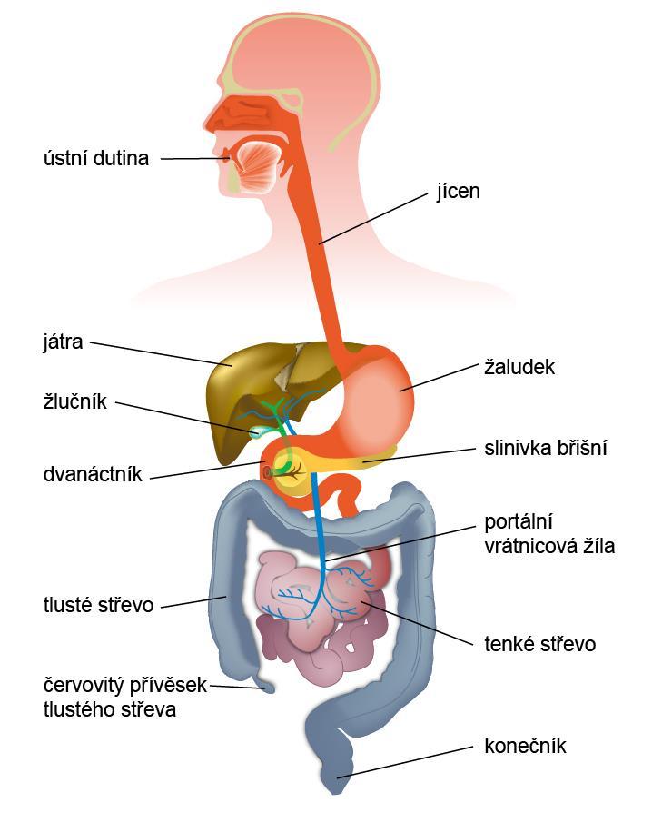 Obr. 41 Trávicí