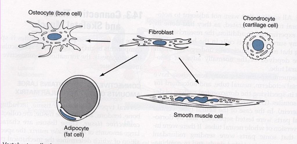 Mesenchym Krvinky Endotel Buňky pojiv fibroblast, žírná buňka, tuková