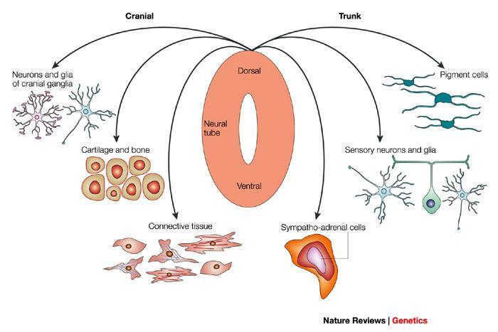 Neurální lišta (crista neuralis) PNS