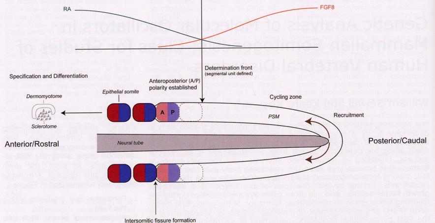 Vývoj intraembryonálního mesodermu Segmentace zárodku Kaudální morfogenetický systém a kraniální signalizační centrum: Molekulární