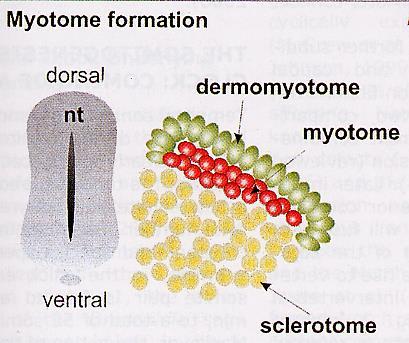 Somites Somity se rozdělí na ventrální a dorsálníčást Ventrální část sousedí s neurální trubicí a