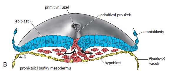 Vznik třívrstevného zárodku (ektoderm, mesoderm, entoderm) A.