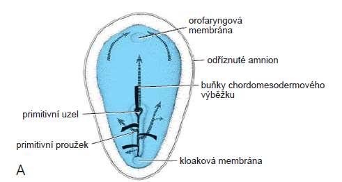 V epiblastu je patrný primitivní proužek a primitivní uzel.