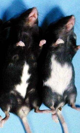 Pax3 mutace u myši (splotch mutation) Sp 1H / Sp 1H