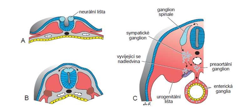 Vývoj ektodermu b) tvorba neurální trubice a neurální lišty: neurulace A, B.