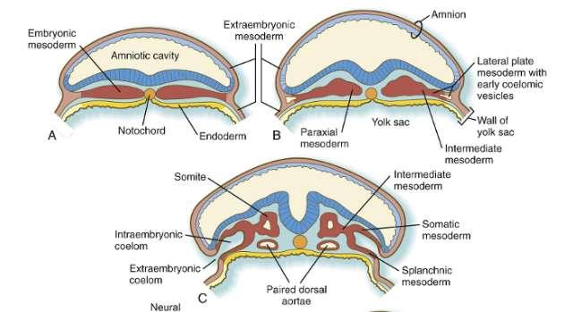 Členění mesodermu paraaxiální mesoderm (somity), intermediární mesoderm (urogenitální