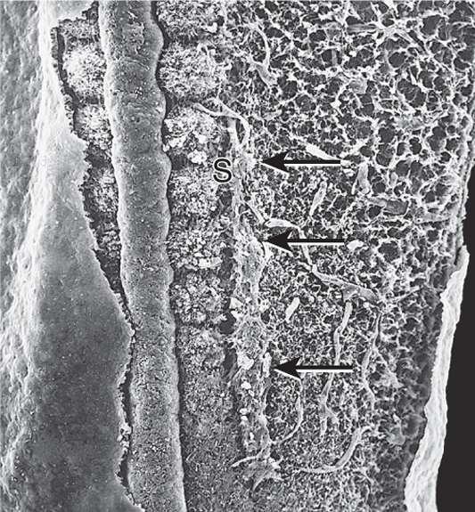 Členění mesodermu: paraaxiální mesoderm (somity), intermediární mesoderm