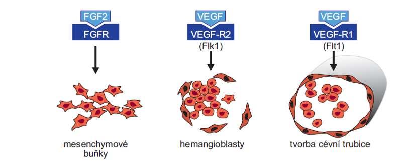 Diferenciace mesodermu tvorba cév Vaskulogenese Angiogenese (nové