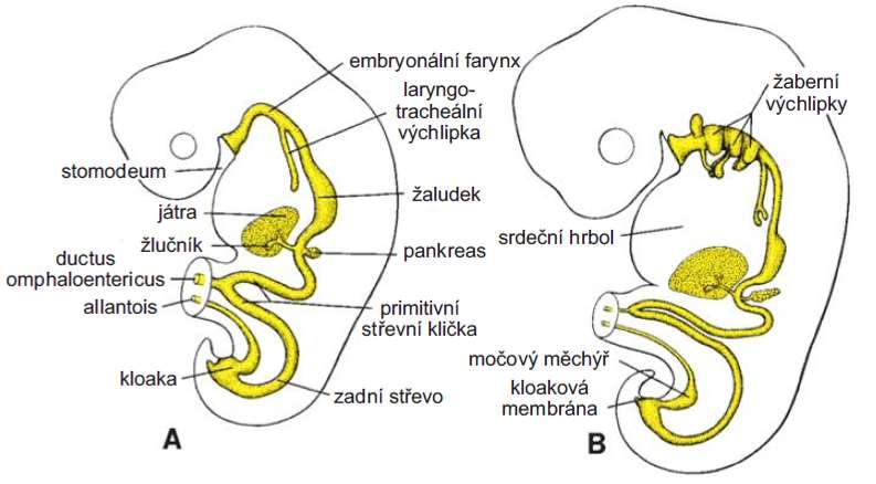 Deriváty entodermu: epithelová výstelka trávicí trubice a žlučových cest, parenchym štítné
