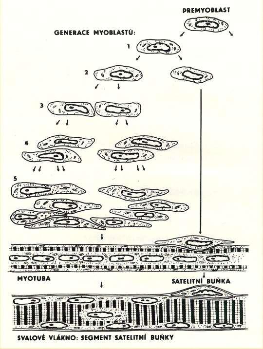 Histogeneze svalu Myogenní buňka