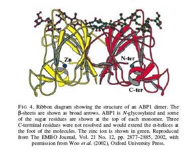 ABP1 Auxin Binding Protein1 byl objeven biochemicky je lokalizován převážně do membrány ER, ale malá frakce "uniká" a