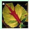 RNA viruses can block expression of a transgene if a copy of the transgene has been added Tobacco plant expressing GFP