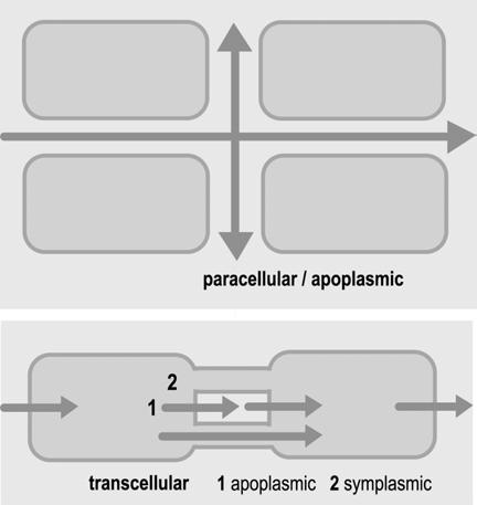 Figure 3. Schematic view of para- and transcellular solute flow. During paracellular solute flux in the aqueous cell wall space, the apoplasm, solutes neither cross membranes, nor enter the cells.