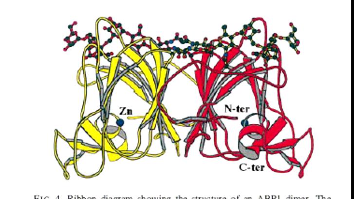 ABP1 Auxin Binding Protein1 byl objeven biochemicky je