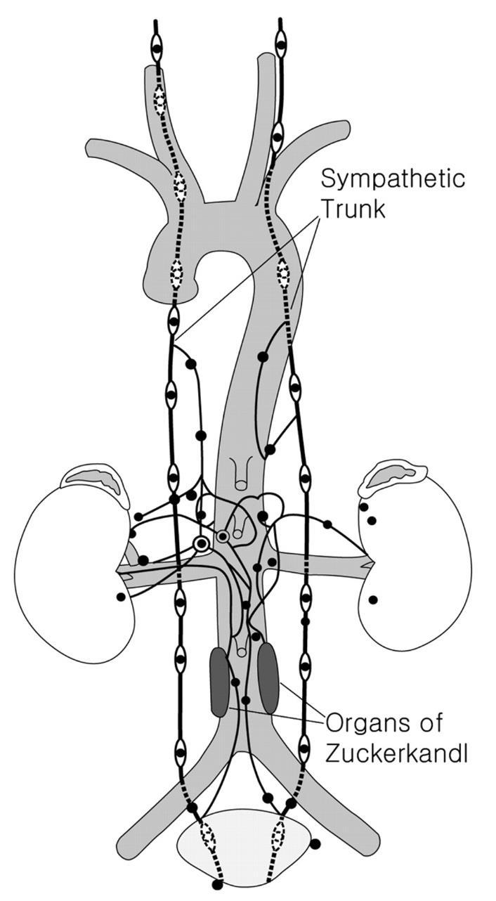 Paraganglia uzlíky různé velikosti (několik mm) v blízkosti cév, autonomních nervů a sympatických ganglií tkáň podobná tkáni dřeně nadledvin (chromafinní