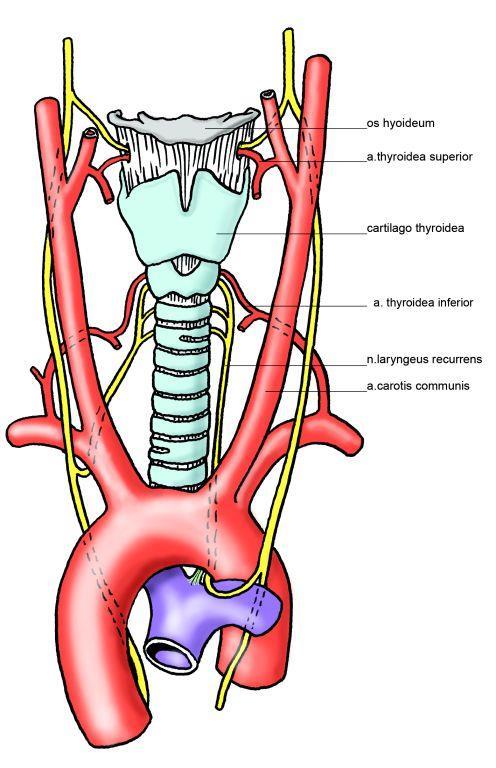 Cévní zásobení štítné Tepny a. thyroidea superior (z a. carotis externa) a. thyroidea inferior (z a. subclavia) Žíly vv.