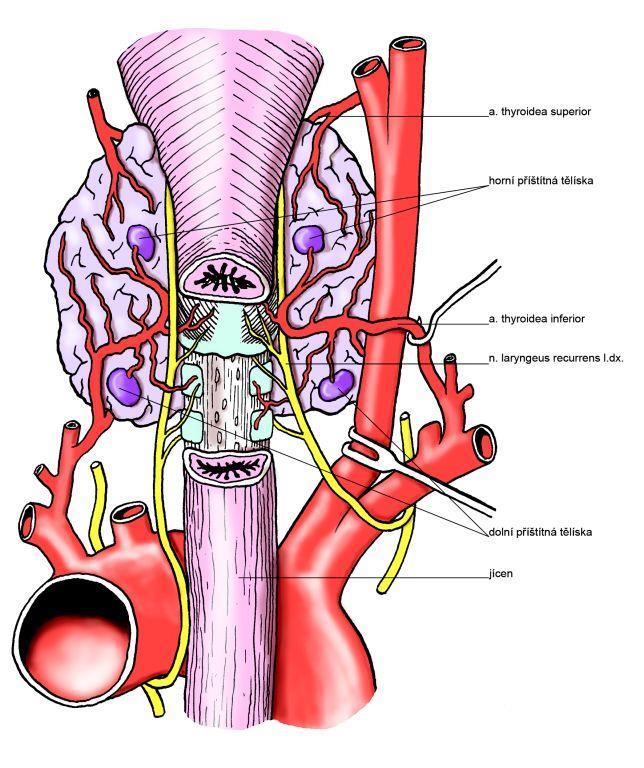 Glandulae parathyroideae příštitná tělíska dva páry oválných žlázek na zadní straně štítné žlázy (4x2 mm)