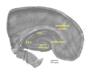 hledali se zde další typy buněk s místně specifickou aktivitou (Giocomo et al., 2011). Při zkoumání neurální aktivity kortexu byly místně specifické buňky prokázány (Fyhn et al.