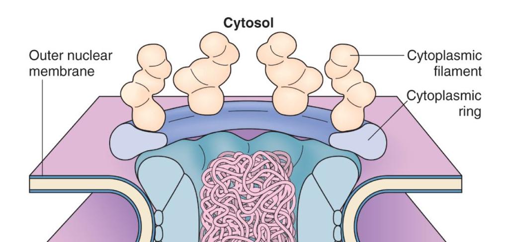 inner chloroplast envelope Interakce transitního peptidu s TOC a translokace (vyžaduje hydrolýzu ATP, GTP) Translokace prostřednictvím TIC (vyžaduje hydrolýzu ATP) Transporty prostřednictvím TOC a