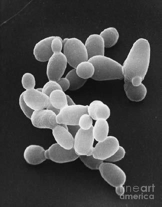 Streptococcus, Pediococcus, Kluyveromyces marxianus var.