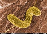 Thiobacillus : Cu