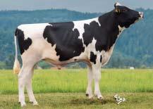 339 3,50 275 G+84 GENOMICKÉ PLEMENNÉ HODNOTY USA/ GENOMIC BREEDING VALUES USA 8/2016 Mléko Milk +1139 lb Fat + 0,10 % +70 lb Bílkoviny Protein +0,01 % +36 lb Opakovatelnost Reliability 75 % TPI celk.