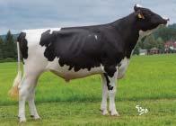 VG 86 Radieuse FR 5619216053 3 305 12951 4,76 617 3,58 463 EX 91 Mléko Milk +48 kg Fat +0,25 % +23 kg Bílkoviny Protein +0,13 % +11 kg Opakovatelnost Reliability 93 % (124 dcer/31 stád) SIH celk.