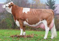index) GZW (total) 126 (62 %) MW (mléčný index) MW (milk) 128 (66 %) FW (masný index) FW (beef) 109 (67 %) FIT (index zdraví) FIT (fitness) 101 (64 %) Mléko Milk +777 kg Fat +0,16 % +46 kg Bílkoviny