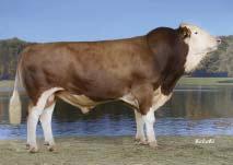 index) GZW (total) 136 (97 %) MW (mléčný index) MW (milk) 116 (99 %) FW (masný index) FW (beef) 107 (99 %) FIT (index zdraví) FIT (fitness) 124 (97 %) Mléko Milk +665 kg Fat 0,14 % +16 kg Bílkoviny