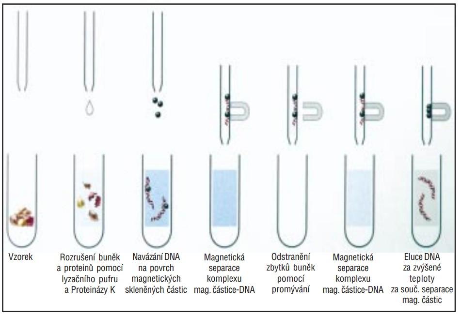 Izolace nukleových kyselin pro účely molekulární mikrobiologické diagnostiky Metoda magnetická PRINCIP: vazba NK na Ab vázané na magnetickém nosiči 1. Vzorek je lyzován 2.