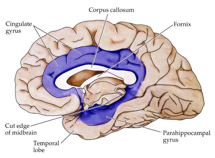 Klasický limbický systém 1) archicortex 2)