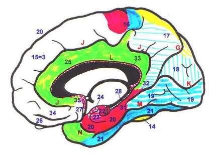 22-g.uncinatus 24-g.semilunaris = amygdala 23-g. ambiens =area 51=paleocortex- čich 20-g.